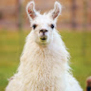 Meet your Posher, Oscar